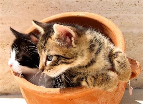 Спальные места для кошек Гармония ЖизниГармония Жизни