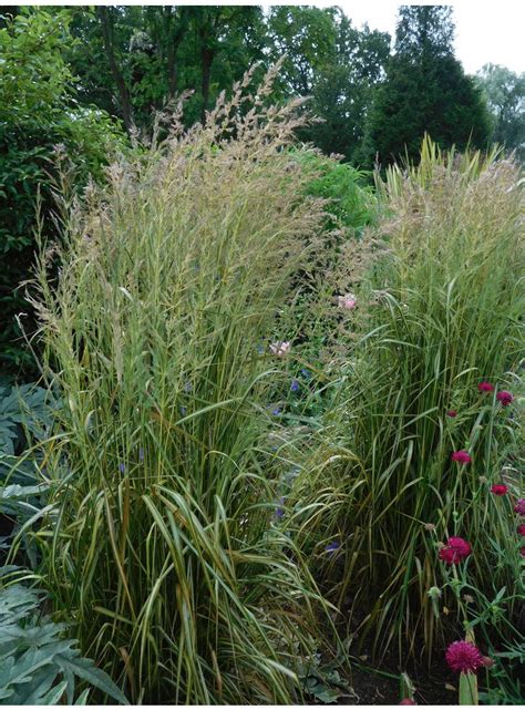 Calamagrostis Eldorado The Beth Chatto Gardens