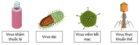 Cho C C Lo I Virus Sau C C Lo I Virus C D Ng Xo N L A Virus Kh M