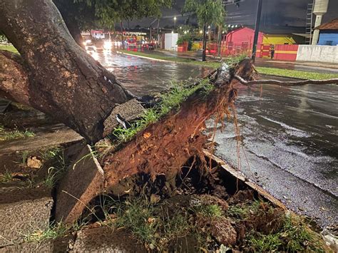 Tempestade que atingiu Campo Grande arrancou árvore pela raiz