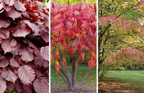 Arbres Qui Poussent L Ombre Les Meilleures Vari T S