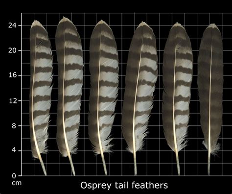 The Feather Atlas Feather Identification And Scans Artofit