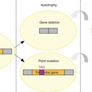 Auxotrophy of bacterial strain and prototrophic growth restoration by... | Download Scientific ...