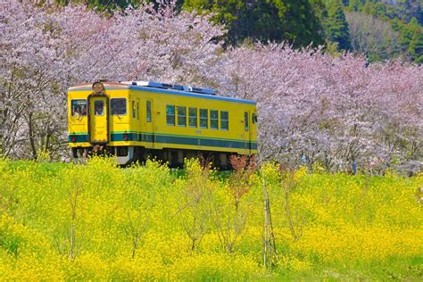 菜の花の絶景！「いすみ鉄道」の 親子旅で春にやりたい11のこと いこーよとりっぷ