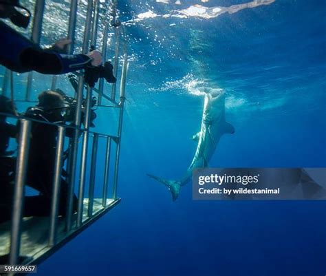 608 Cage Diving Stock Photos, High-Res Pictures, and Images - Getty Images