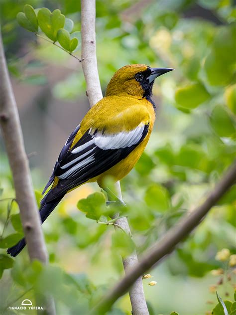 Jamaican Oriole – birdfinding.info