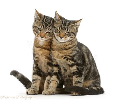 Tabby Cats Sitting Together And Rubbing Photo Wp