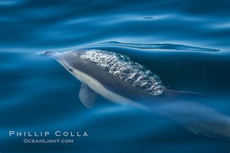 Common Dolphin Breaching the Ocean Surface, San Diego, California