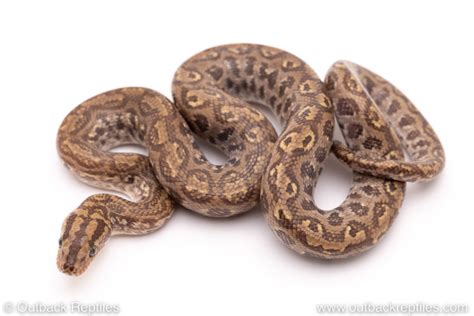 Colombian Rainbow Boa Male 2 Outback Reptiles