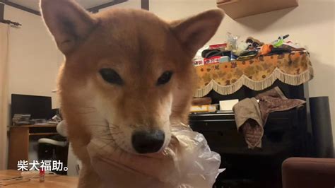 柴犬 物を噛んで甘えてくる柴犬。 Youtube