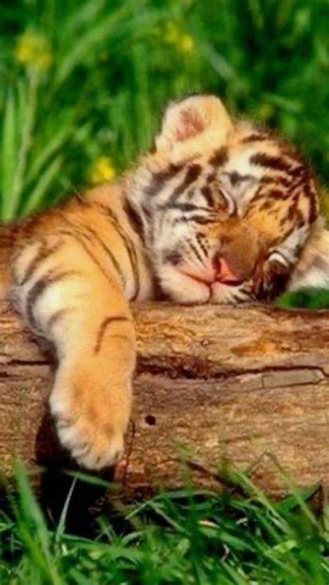 Cute Baby Tiger Sleeping on a Log