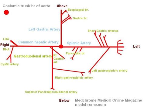 Pictures Of Celiac Artery