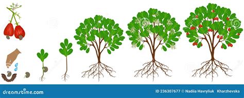 Ciclo De Crescimento Da Planta De Caju Num Fundo Branco Ilustra O Do