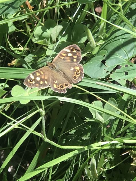 Speckled Wood From Parku I Madh I Liqenit Tiran Tirana Al On