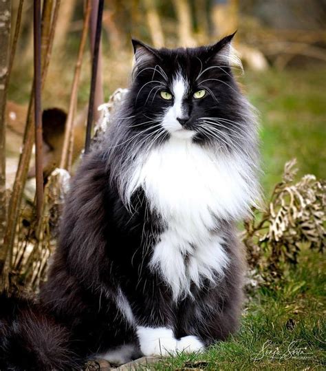 Beauty In All Things Flynn The Norwegian Forest Cat