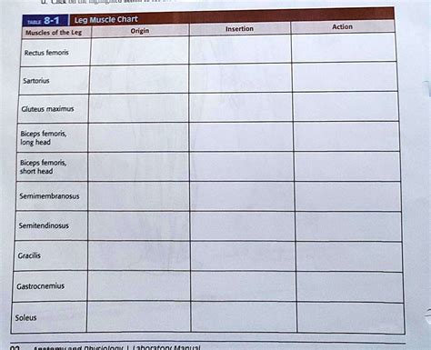 Solved Click On The Beginning Guide Table Leg Muscle Chart Muscles