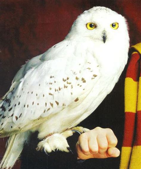 Hedwig Jadens Adventures Wiki Fandom Powered By Wikia