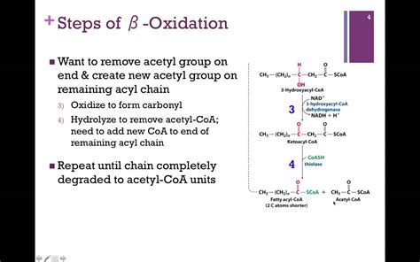 124 Beta Oxidation YouTube