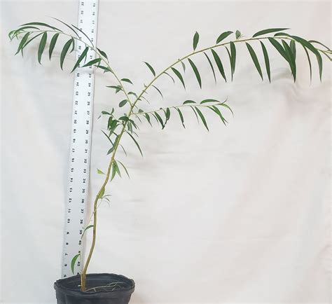 Weeping Willow Tree In Gallon Nursery Pot Salix Babylonica Great For