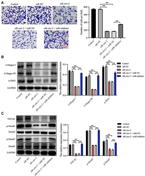 Knockdown Of Hsa Circ Inhibits The Migration And The