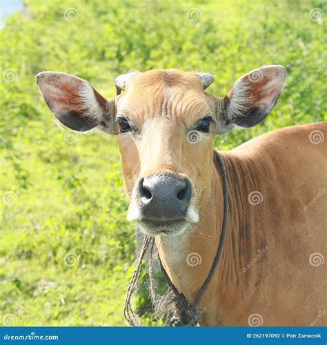 Cow with Small Horns and Big Ears Stock Photo - Image of horn, camera ...