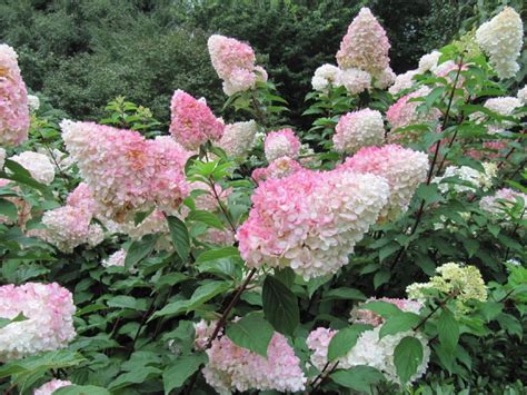 Panicle Hydrangea (Hydrangea paniculata) Growing & Care Guide for Gardeners