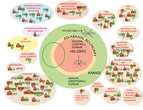 Figure 10 From Establishing A Framework For The Ad Abaxial Regulatory