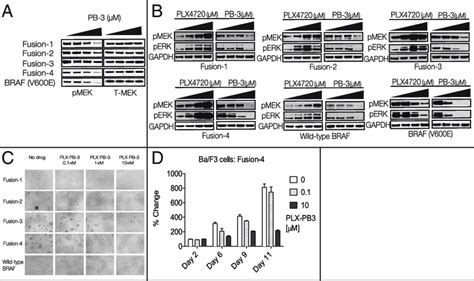 BRAF Fusion Targeting By Second Generation BRAF Inhibitors A BRAF