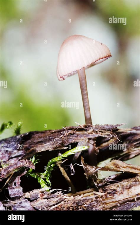 Pink Bonnet Mycena Rosella Mushroom Growing On Rotten Wood Bavaria