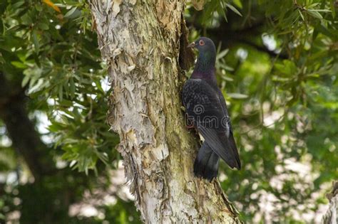 A Domestic Pigeon Columba Livia Domestica Perching On A Tree Stock