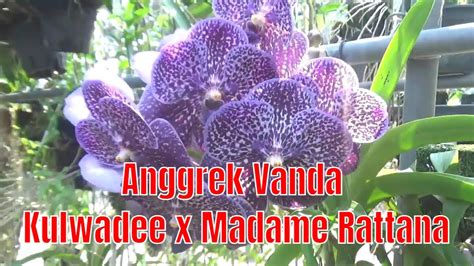 Anggrek Vanda Kulwadee X Madame Rattana YouTube