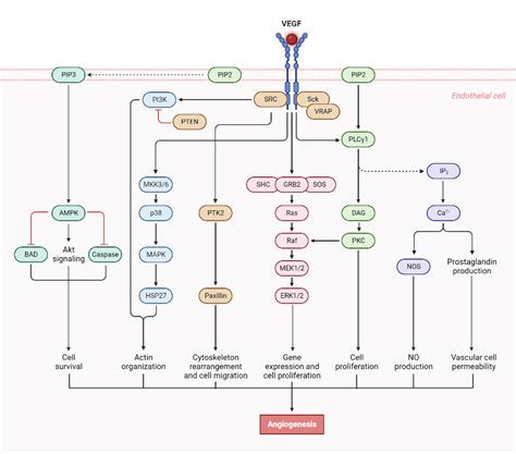 Vegf Signaling Pathway Biorender Science Templates