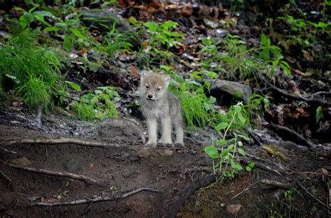 Land Wildlife - Nature Canada