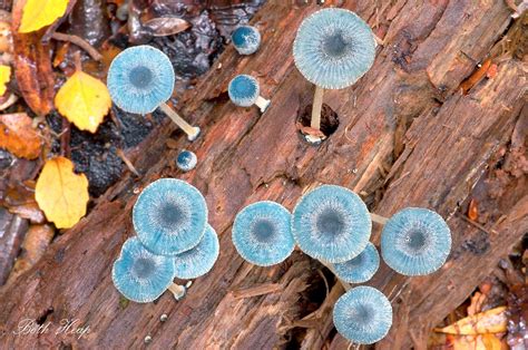 Blue Coloured Fungi Tasfungi