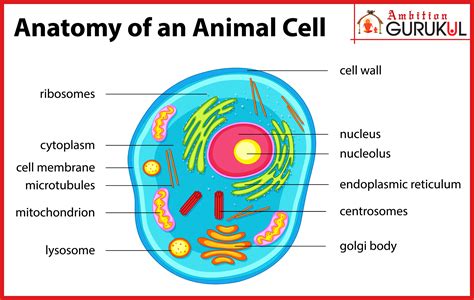 Eukaryotic Animal Cells