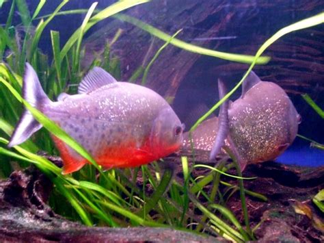 Red-bellied Piranha – "OCEAN TREASURES" Memorial Library