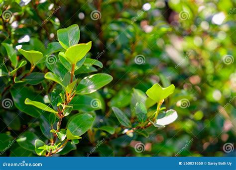 Griselinia Littoralis Stock Photo Image Of Natural 260021650