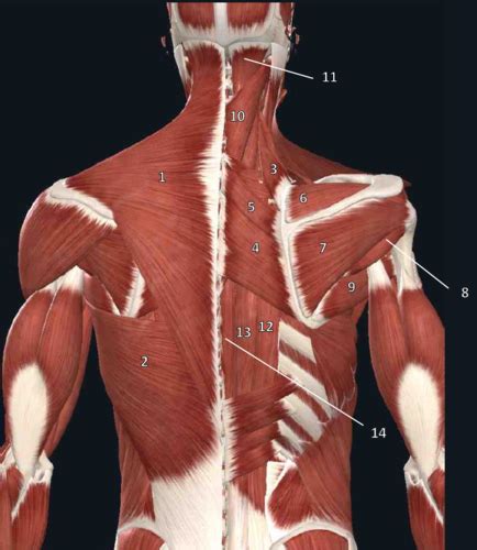 Lesson Posterior Cadaver Muscles Day Flashcards Quizlet