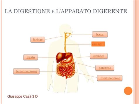 PPT LA DIGESTIONE E LAPPARATO DIGERENTE PowerPoint Presentation