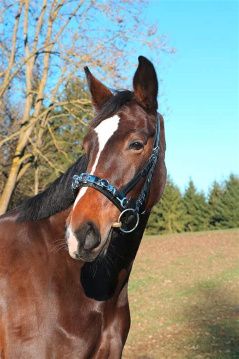 Covalliero Kappzaum Leder Exklusiv Fundis Reitsport