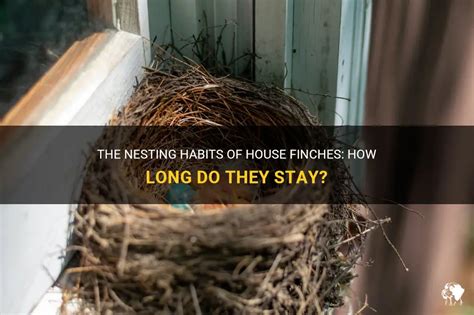 The Nesting Habits Of House Finches: How Long Do They Stay? | PetShun