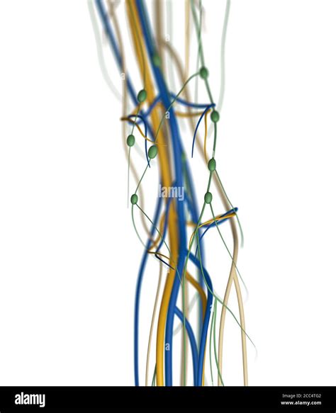 Ilustraci N M Dica De Las Arterias De La Rodilla Y Del Sistema