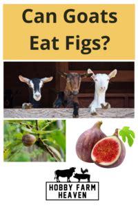 Can Goats Eat Figs Risks And Benefits Hobby Farm Heaven