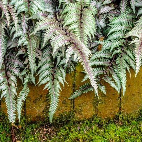 Athyrium niponicum var. pictum - Athyrium goeringianum var. pictum ...