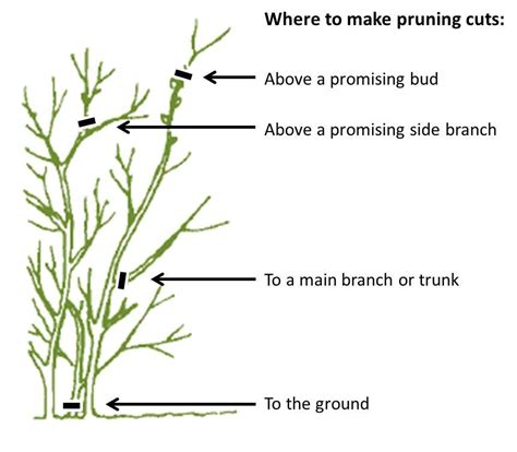 Basic Pruning Principles Lgd Lawn Landscape