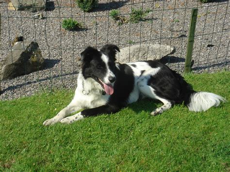 Why Are Border Collies So Smart? - Royvon Dog Training & Hotels