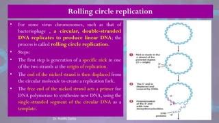 basics  dna replication