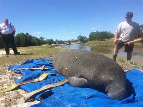 Manatee Rescued – WFLA