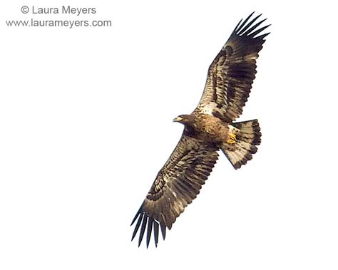 Birds Of Prey Archives Laura Meyers Photography