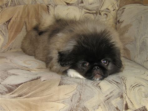 Peke Pup Pekingese Puppies Pekingese Dogs Pekingese